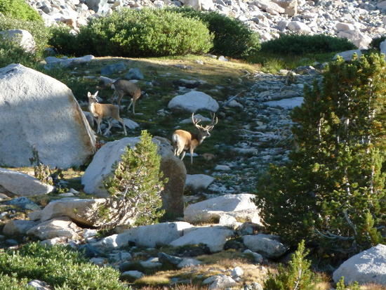 deer