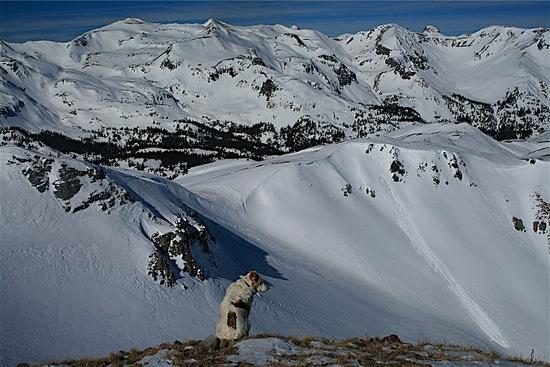 Amazing Trail Dog