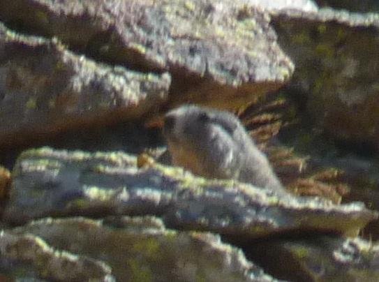marmot