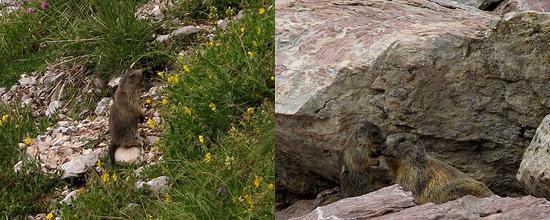 Marmots on VA