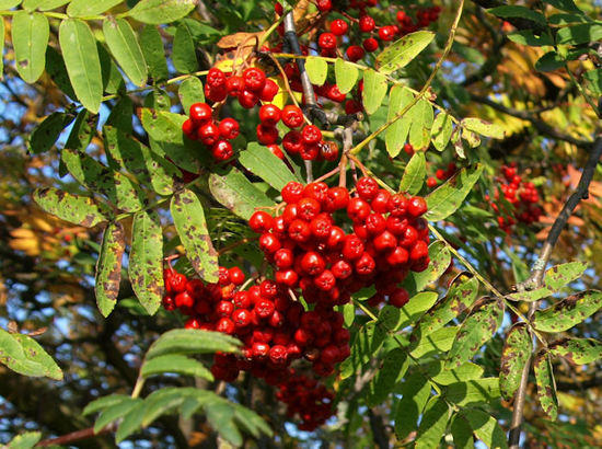 berries