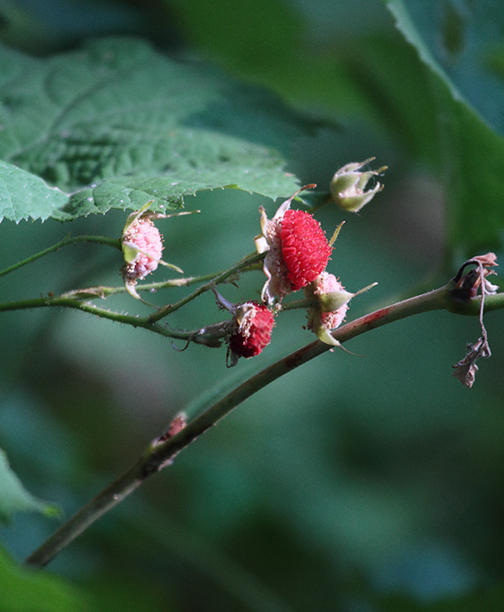 thimbleberry