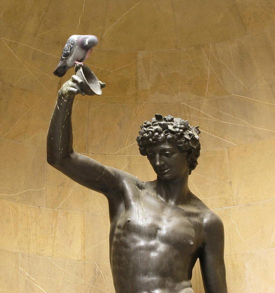 2854 Pigeon in Florence on statue