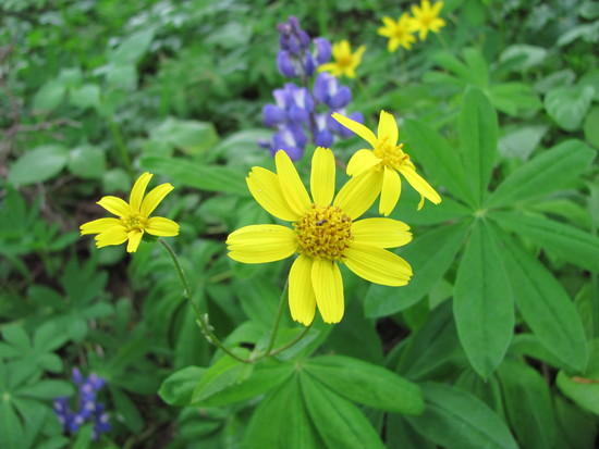 More Flowers