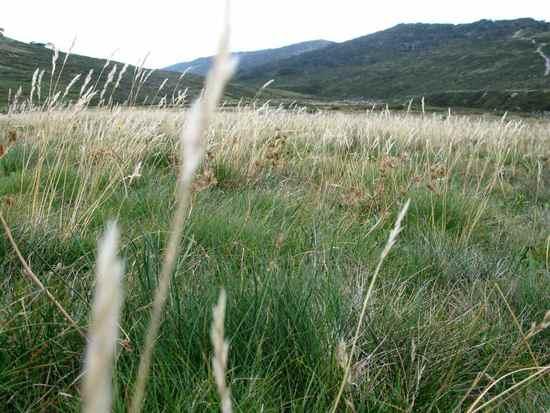 Alpine range