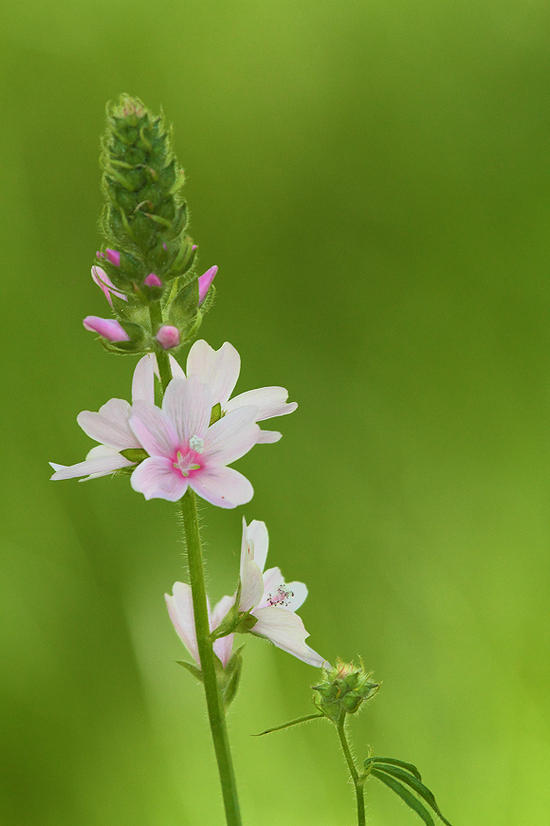 unknown flower