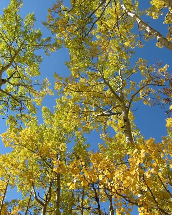 canopy