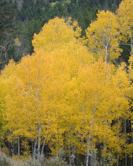 Aspen on BM
