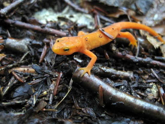 Newt