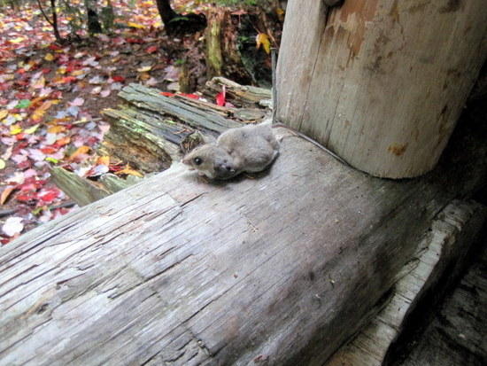 mouse