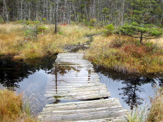 bridge