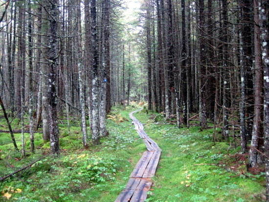 boardwalk