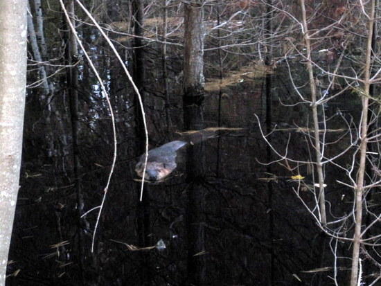 beaver