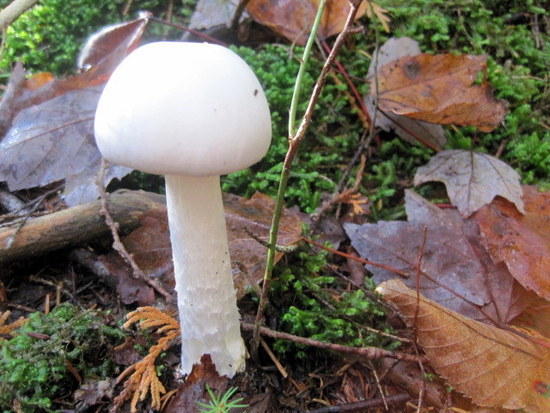 mushroom