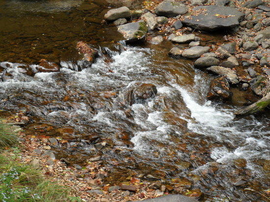 Water Flowing Alongside The Virginia Creeper / AT