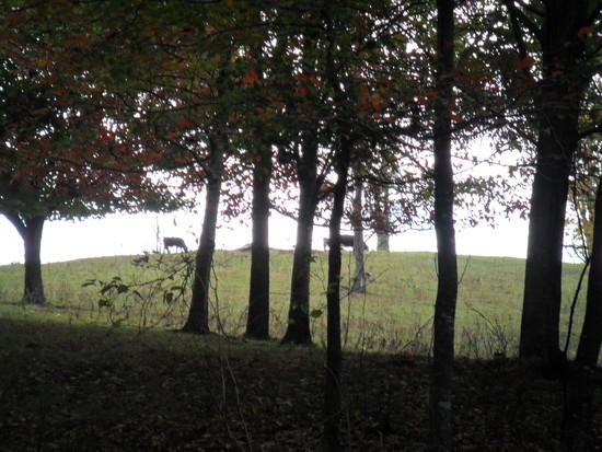 Cattle in Pasture