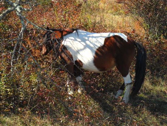 Paint Pony