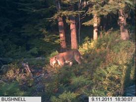 Mountain Lion, Peterborough NH