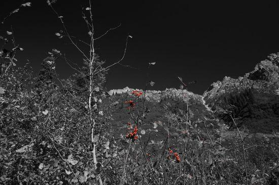 Berries