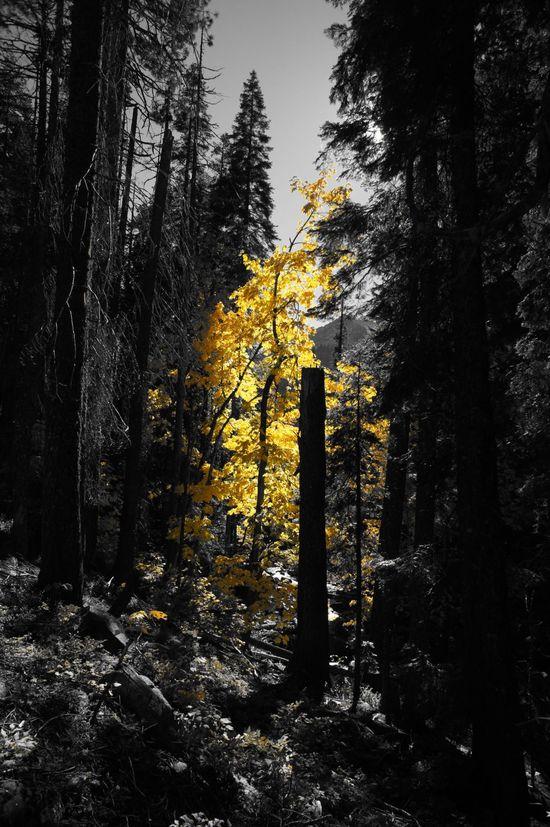can't help it, more yellow