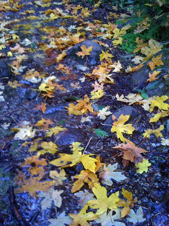 Fall Colors