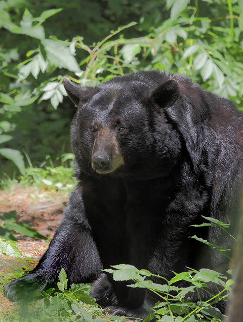 black bear