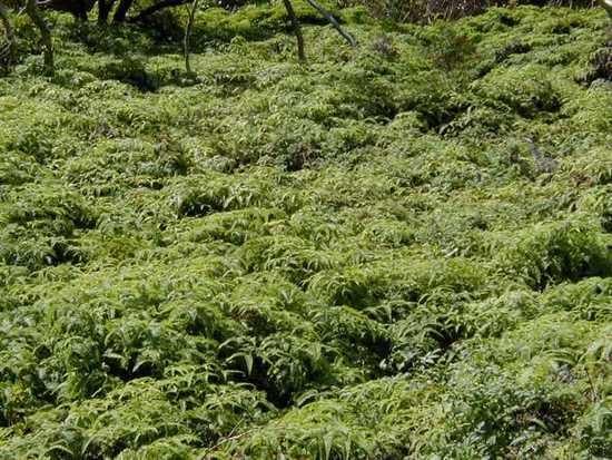 False stag horn fern