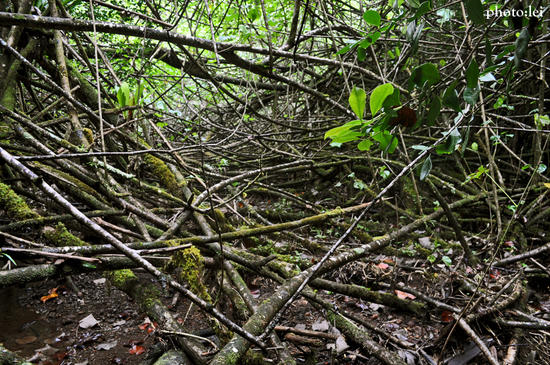 Hau Tangle