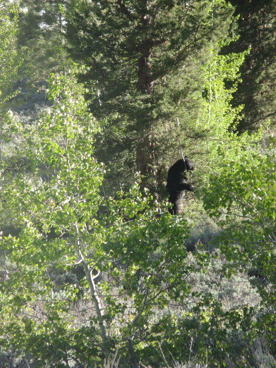 Kings Canyon Paradise Valley
