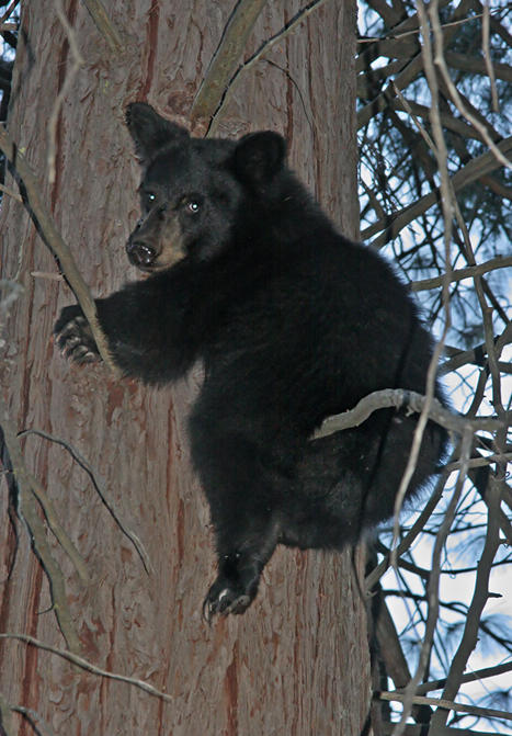 black bear
