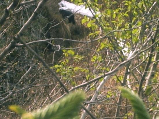 Bear