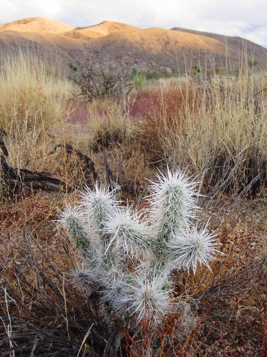 white cactus