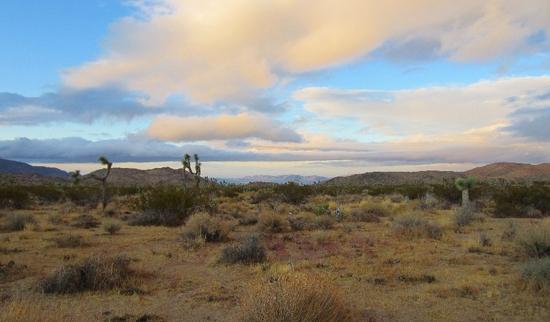 29 palms