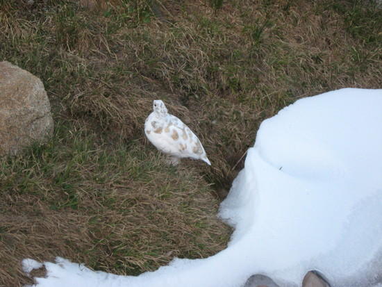 White tailed ptarmigan