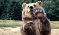 bear