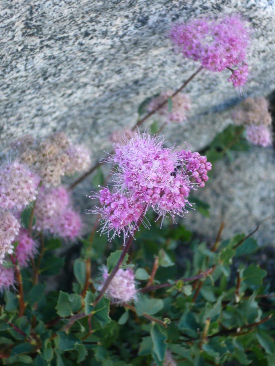 Donohue Pass