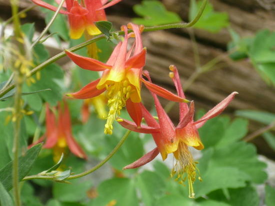 Columbines