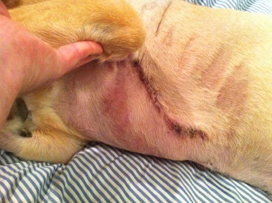 Casey's scar