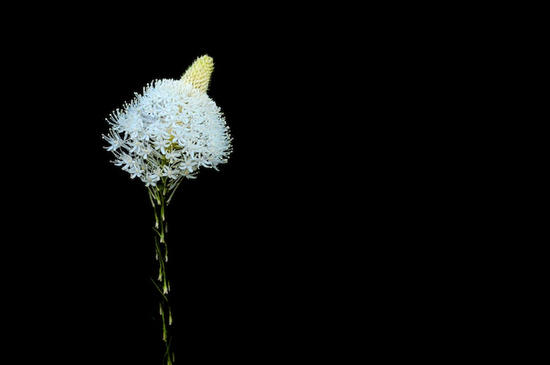 Beargrass