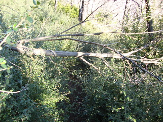 Blowdown