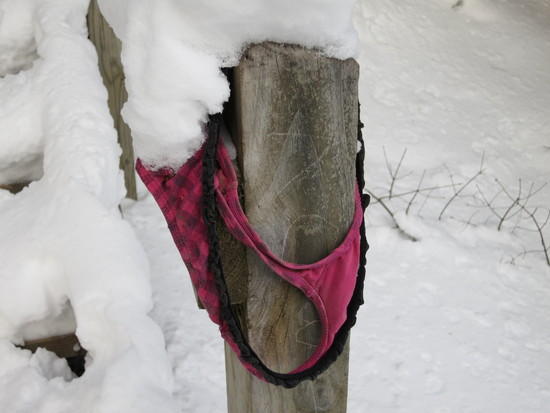 panties