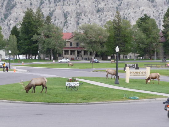Only ONE Elk?