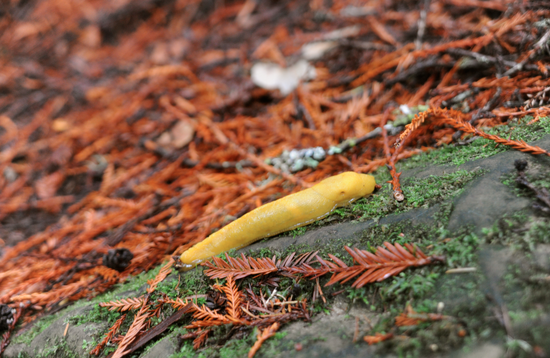 Banana Slug in the Santa Cruz Mountains