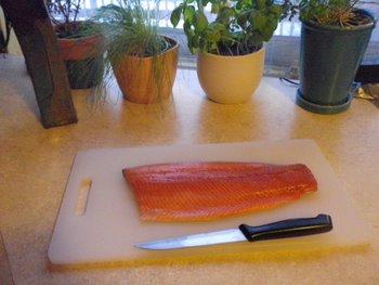 rainbow trout