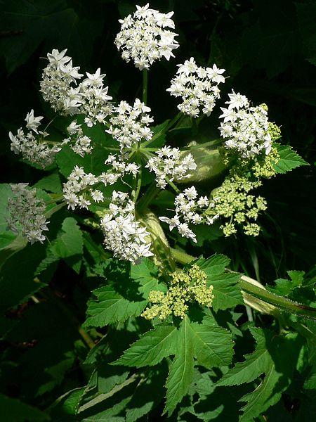 Cow Parsnip
