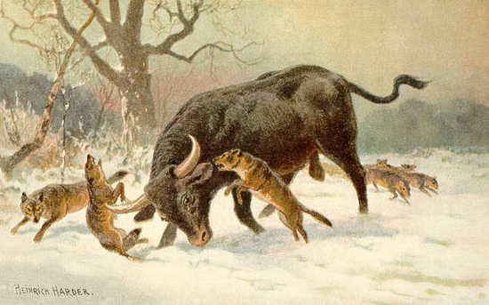 Aurochs
