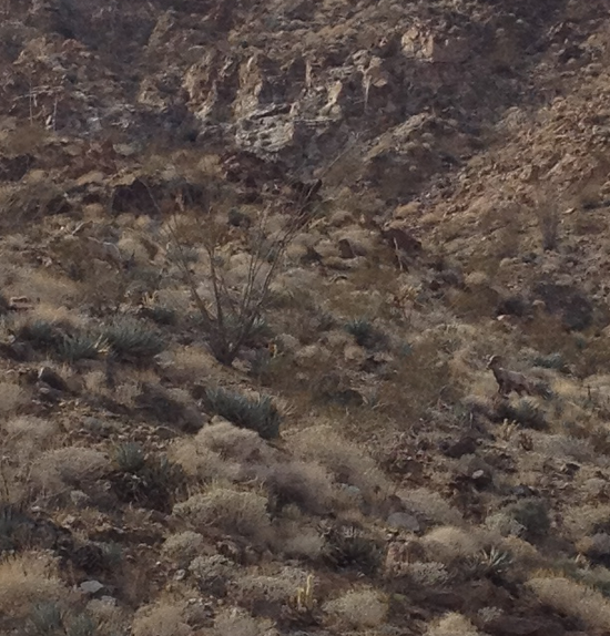 Butler Canyon Bighorns