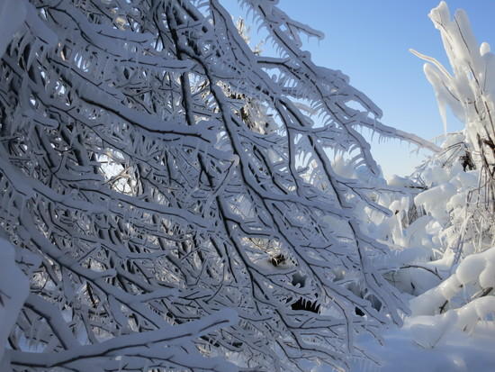 iced trees 1