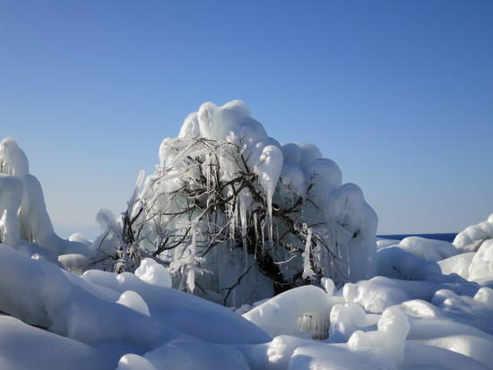 iced trees 2