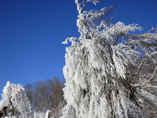 iced trees 3